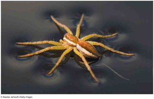 Spider walking on water due to surface tension
