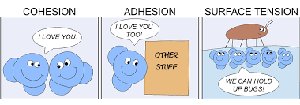 Cartoon showing cohesion, adhesion, and surface tension