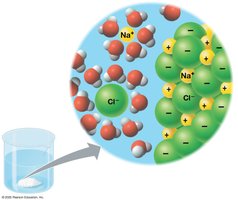Diagram showing hydrophilic and hydrophobic interactions