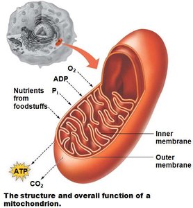 Mitochondrion structure and function