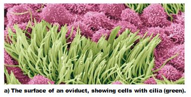 Cilia on oviduct cells