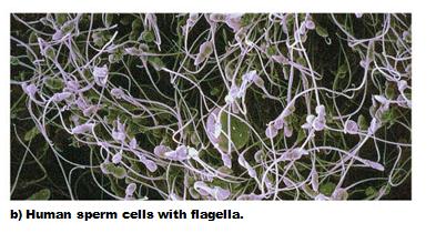 Human sperm cells with flagella