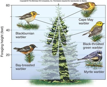 Resource partitioning among warbler species in a tree