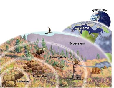Levels of biological organization from individual to biosphere