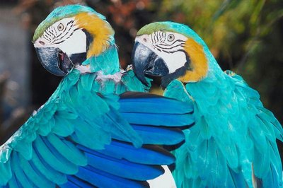 Species richness varies with latitude