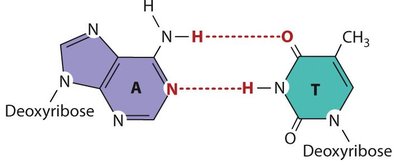 Hydrogen bonding between DNA bases