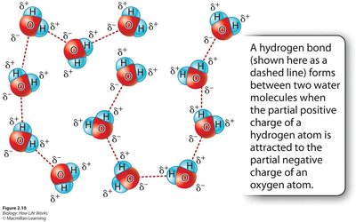 Hydrogen bonding in water