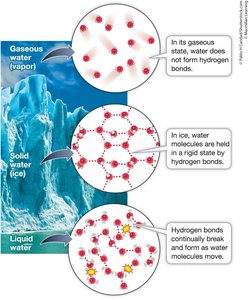 Properties of water due to hydrogen bonding
