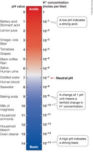 pH scale with common substances