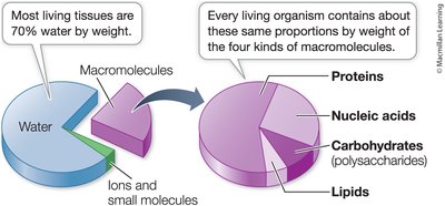 Pie chart of macromolecule composition in cells