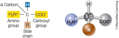 General structure of an amino acid