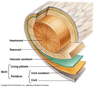Cross-section of tree trunk showing bark and cork cambium