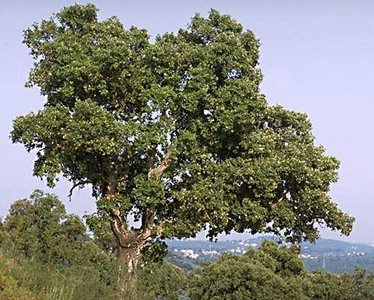 Cork oak tree (Quercus suber)