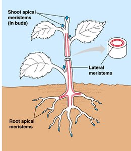 Diagram of apical and lateral meristems in a plant