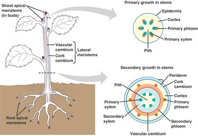 Primary and secondary growth in stems