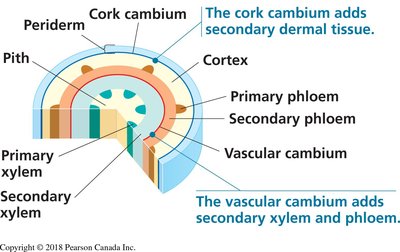 Cross-section of stem showing cambium and secondary tissues