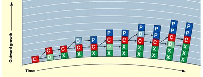 Diagram showing outward growth of secondary tissues over time
