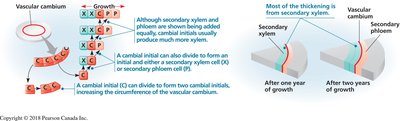 Vascular cambium activity and secondary tissue formation