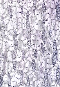 Microscopic view of wood rays