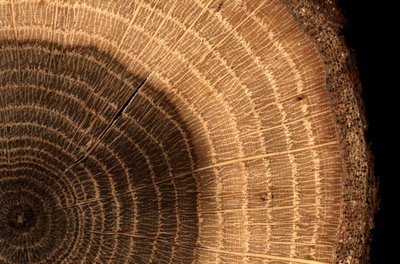 Cross-section of tree trunk showing growth rings