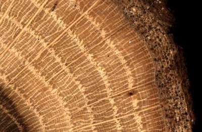 Close-up of growth rings in wood