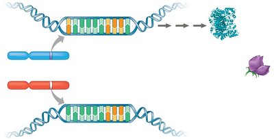 Alleles and enzyme production for flower color