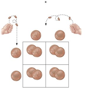 Probability and Punnett squares