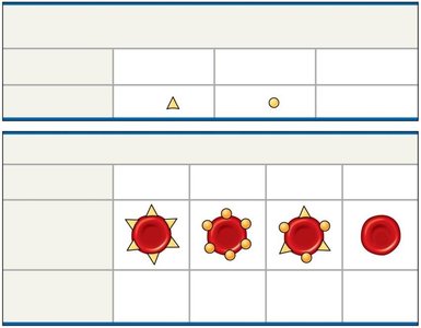 ABO blood group alleles and phenotypes