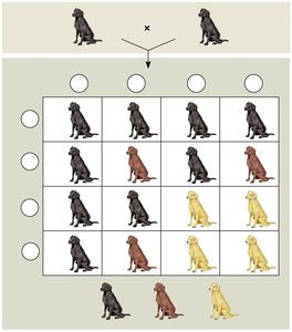 Epistasis in Labrador retrievers