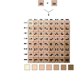 Polygenic inheritance of skin color