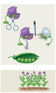 Mendel's cross-pollination technique in peas