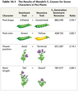 Table of Mendel's F1 crosses for seven characters (continued)