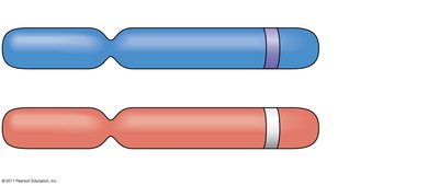 Homologous chromosomes with alleles for flower color