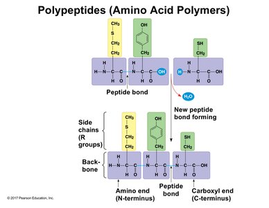 Polypeptide synthesis and peptide bond formation
