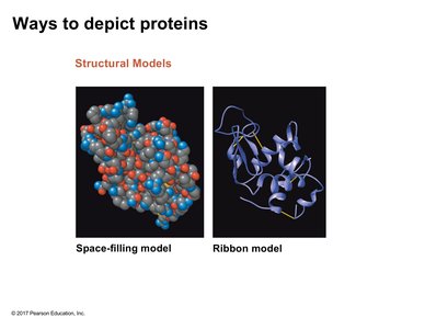 Space-filling and ribbon models of proteins