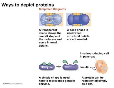 Simplified diagrams of proteins