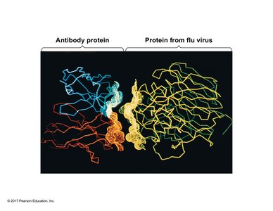 Antibody protein binding to flu virus protein