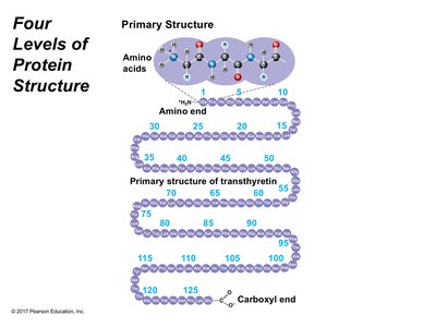 Primary structure of a protein