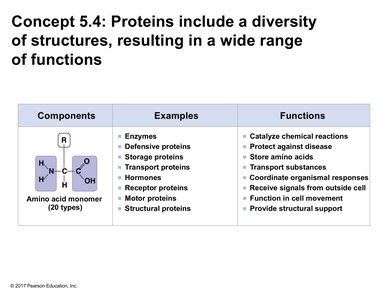 Table of protein functions and examples