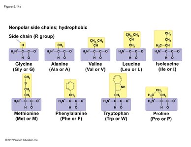 Nonpolar amino acids