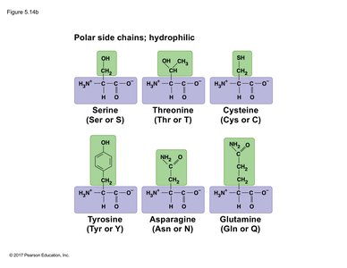 Polar amino acids