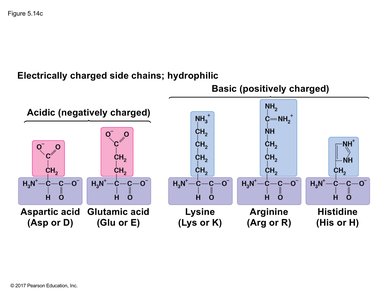 Charged amino acids