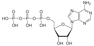 ATP molecule