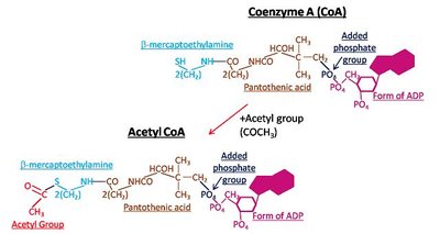 Structure of Coenzyme A and Acetyl CoA