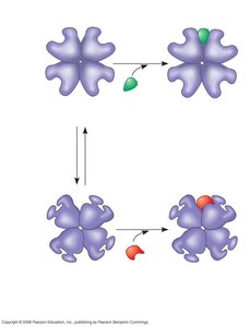 Diagram of allosteric regulation with activators and inhibitors