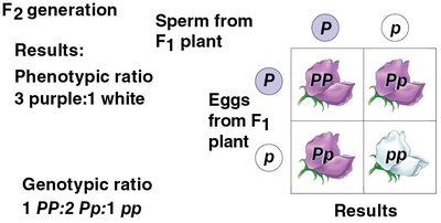 Punnett Square