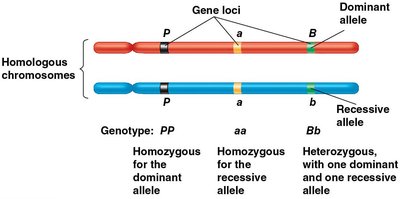 Three Gene Loci on Homologous Chromosomes