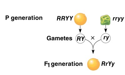 Two Hypotheses for Segregation in a Dihybrid Cross (P generation)