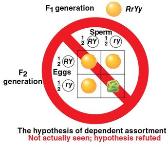 Dependent Assortment Hypothesis (refuted)