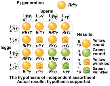 Independent Assortment Hypothesis (supported)